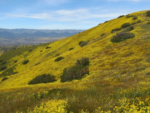 wildflowers Caliente Mountain Range trail hike super bloom carrizo plain