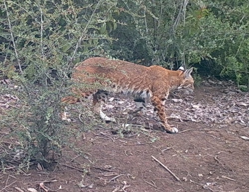 bobcat Lynx rufus wildlife camera tracking parma park santa barbara