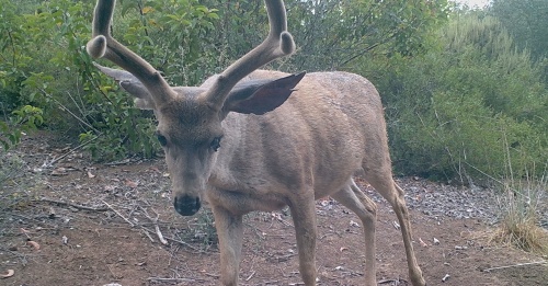 Odocoileus hemionus californicus California mule deer black-tailed mule deer wildlife camera tracking buck santa barbara